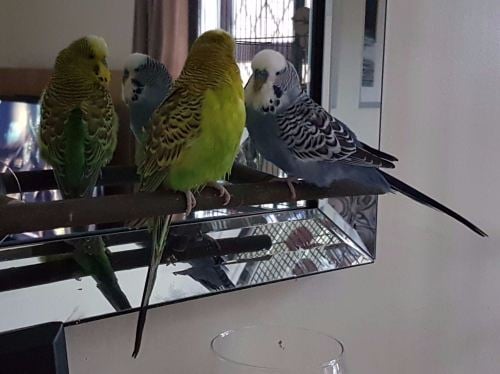 window perches for budgie -squeak and bubble