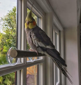 window perches for cockatiels-charlie