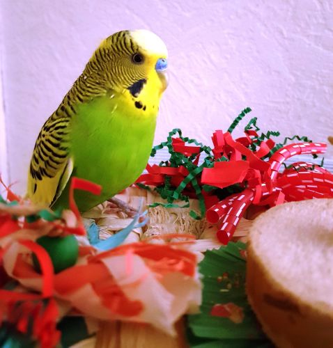 Christmas shredding toys for birds-Olly