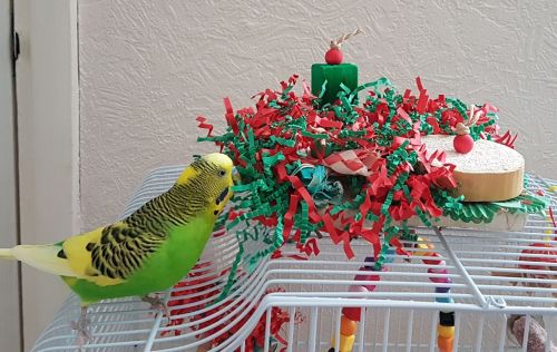 Christmas shredding toys for budgies- Olly Dec 17