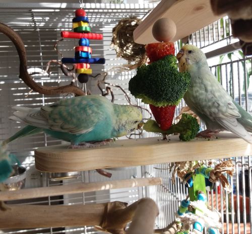 Foraging perches for budgies-Gladio and Ignis