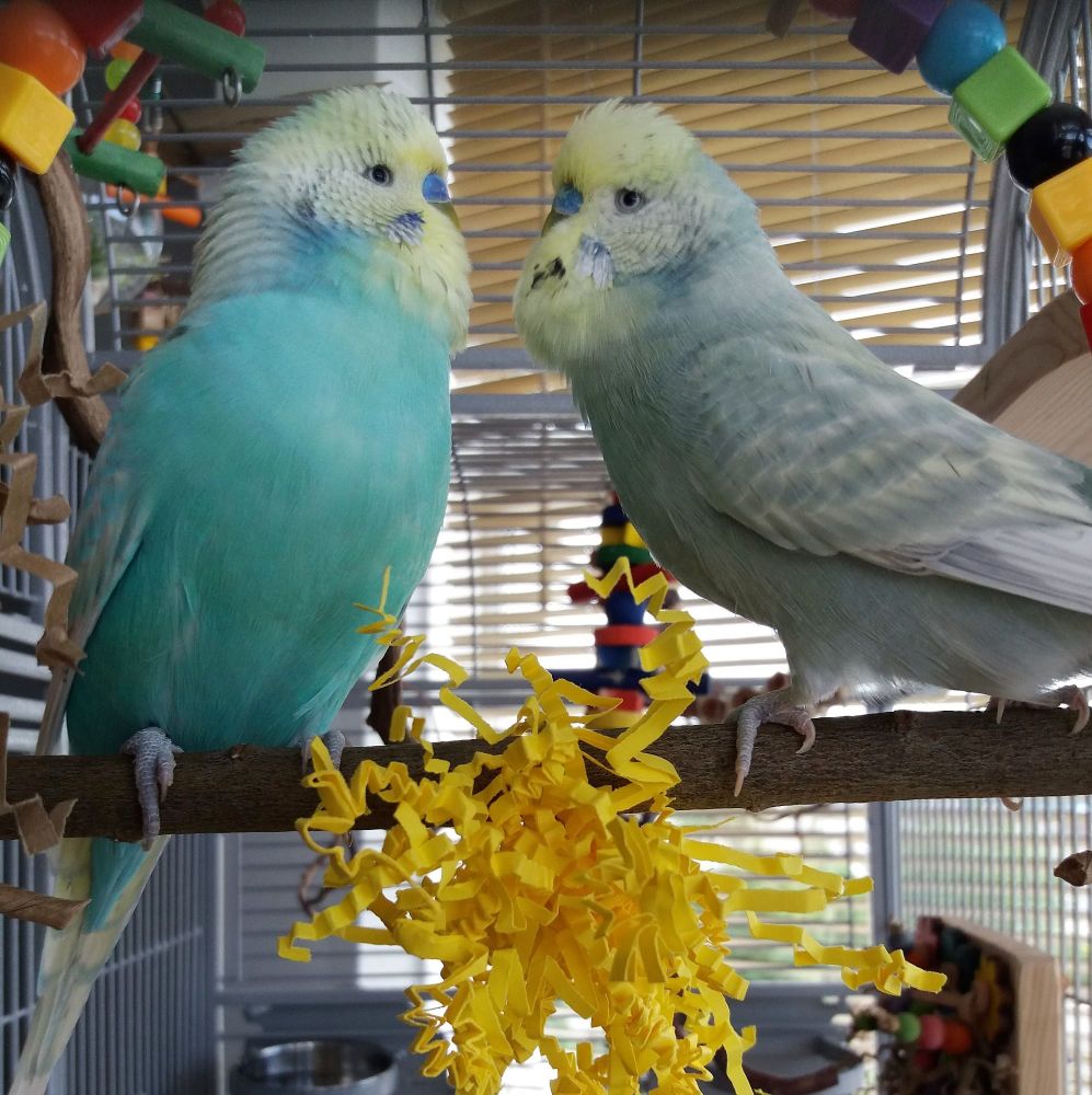 Budgie swing for two, The Ikkle Double safe budgie swing toy without metal