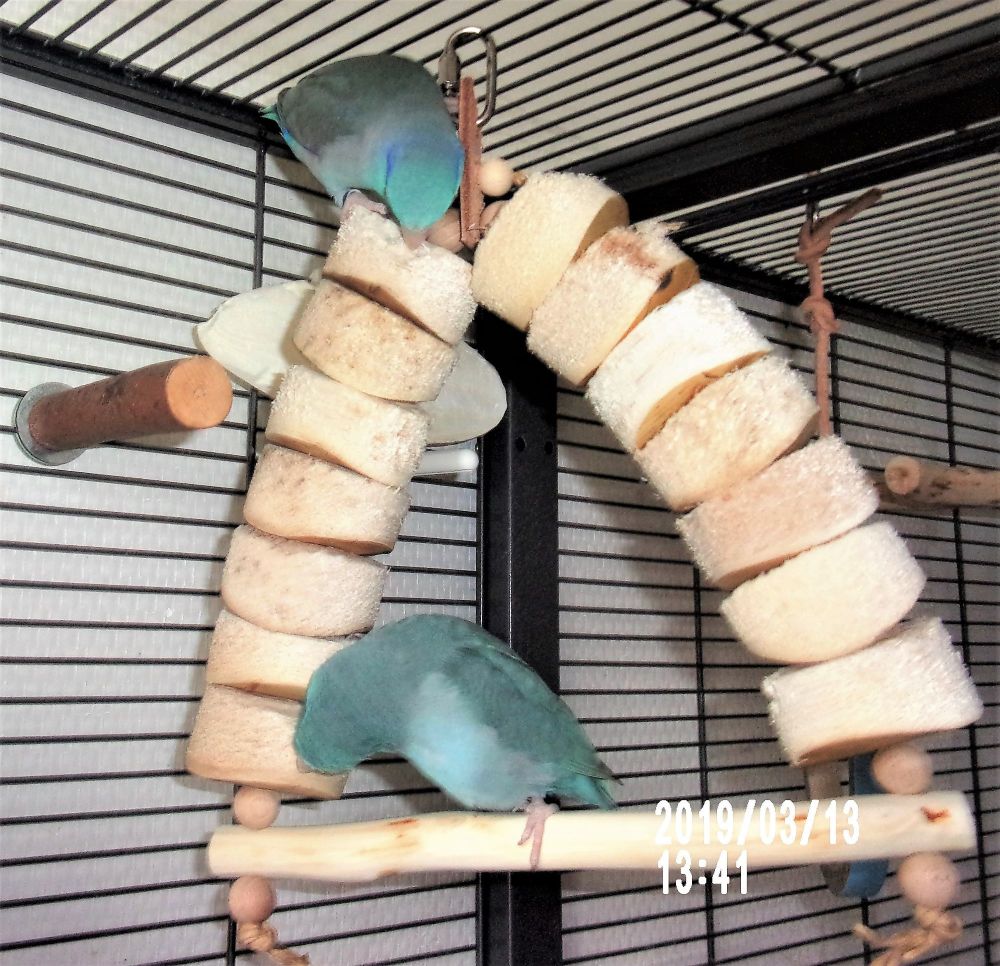 Budgie, cockatiel swing, for Standard Kabobs