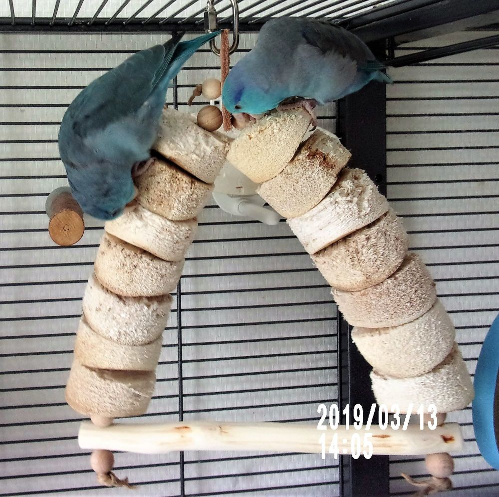 Budgie, cockatiel swing, for Standard Kabobs