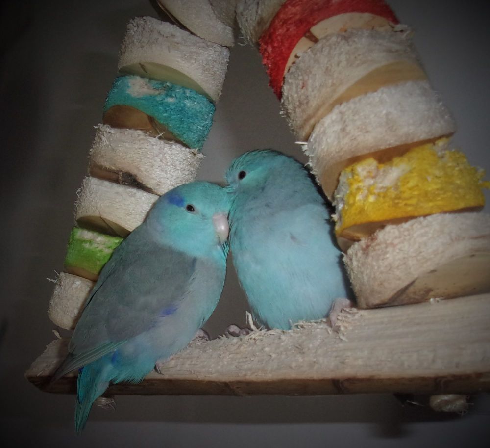 Budgie, cockatiel swing, for Standard Kabobs