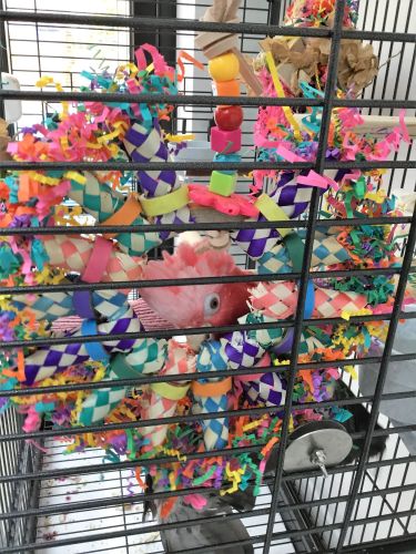 Shredding toys for parrots-Starburst.-Kiwi 6-4-19
