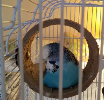 Cage Mounted Birdie Bagel-20210216_Skye