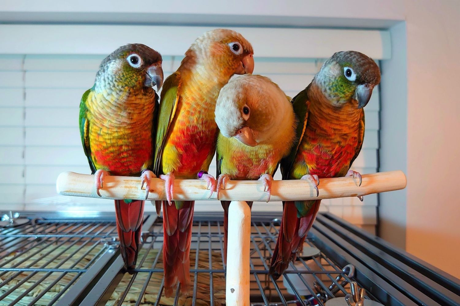 Cockatiel T perches, natural wood bird perches, budgie play perch