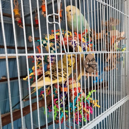 Shredding toy for budgies-palm sticks-birdie bagels-cage mounted-20220525_G