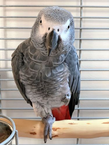 Full length natural parrot perches-African Grey-Sid-2022-03-20