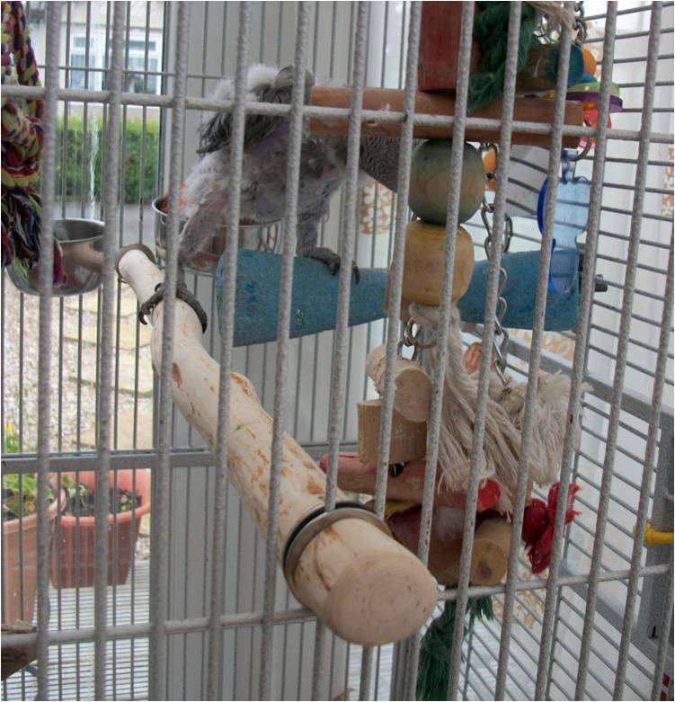 Rocky stepping off to his new perch