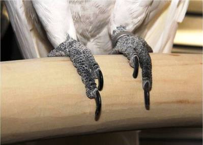 Alba's feet on the birch perch we hand crafted for her