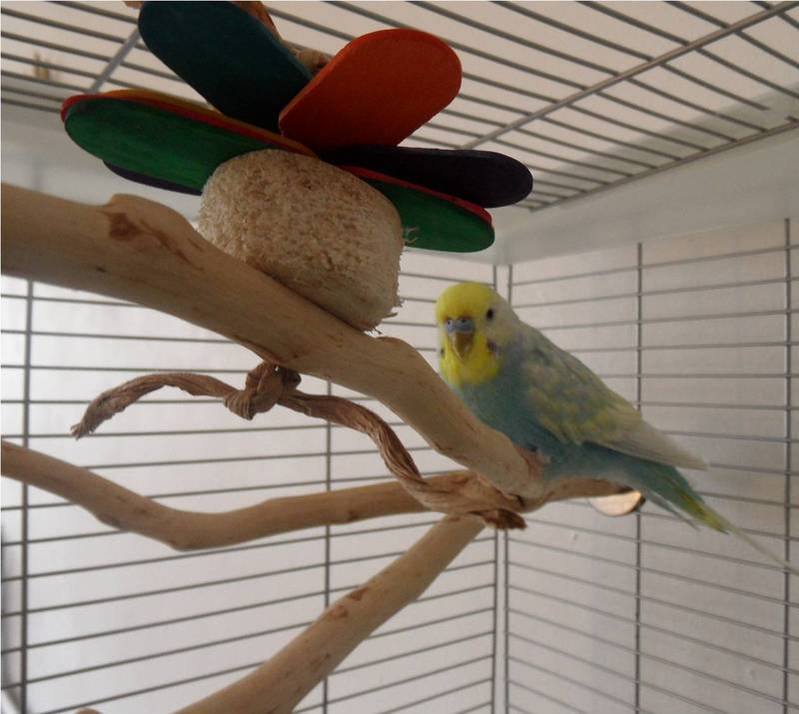 Budgie toy perch refills 