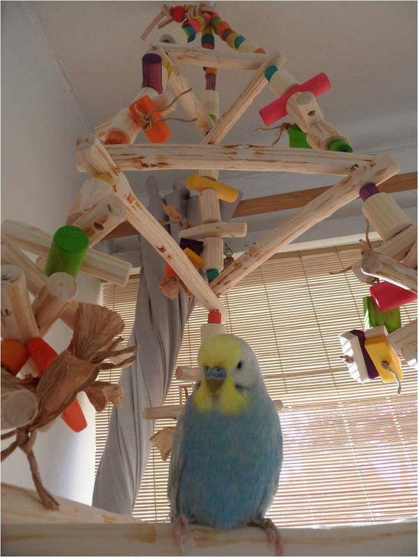 Parrot swing that can be filled with Elfs favourite shredding toys