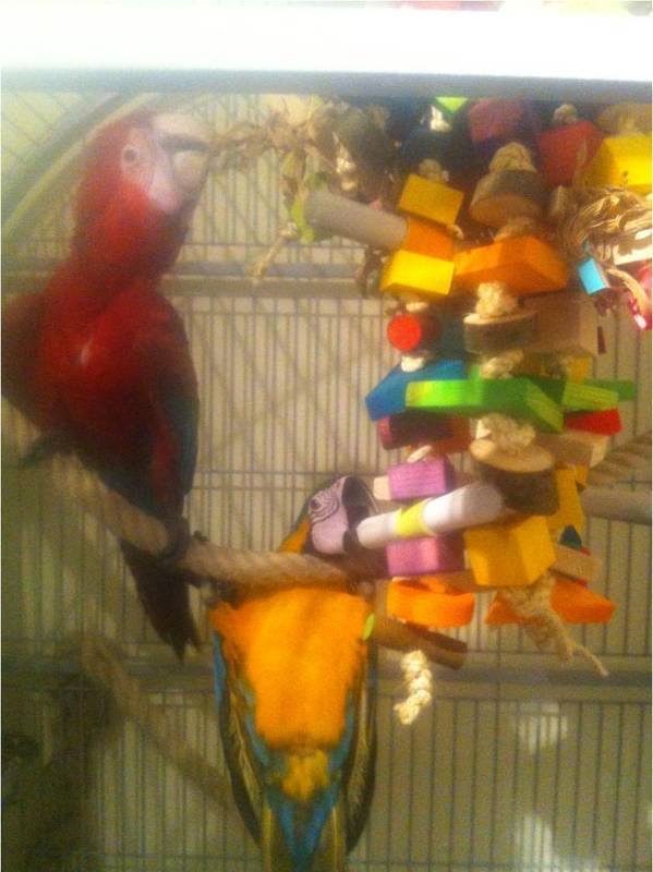 Extra Large Macaw toy, parrot enrichment toy, safe bird cage toy for