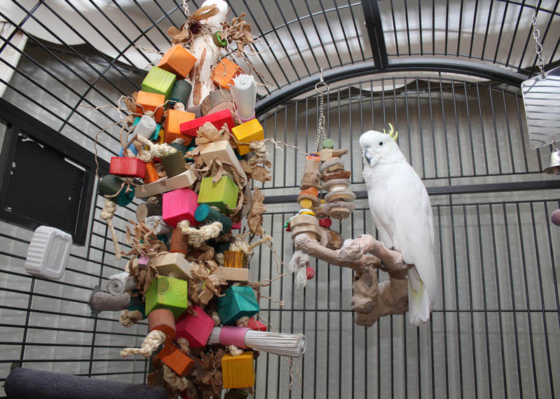 Extra Large Parrot Toy, parrot enrichment toy, large shredding toy for