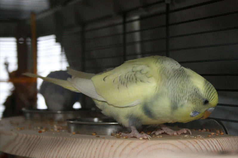 Flat perch double feeding, foraging platform, Nevis, natural wood