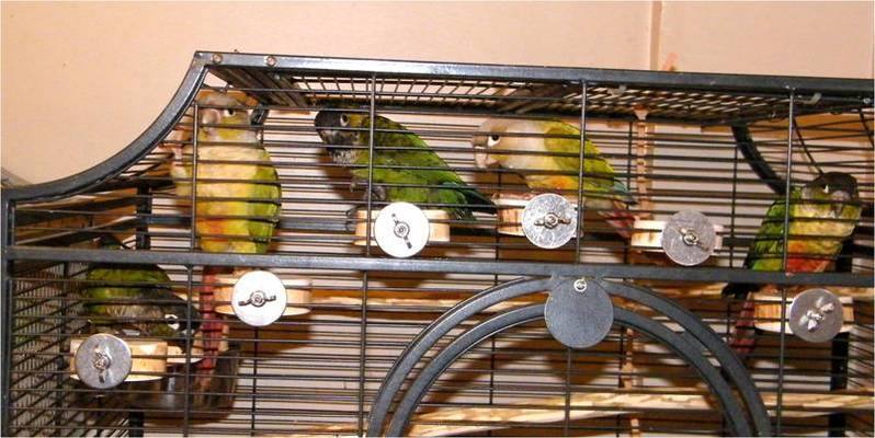 Conure perches