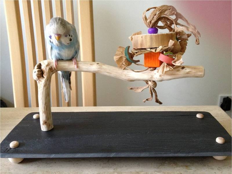 Budgie table top perch