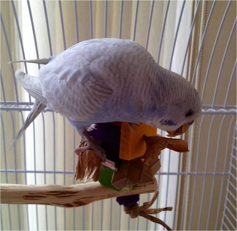 Budgie toy perch being enjoyed by Charlie