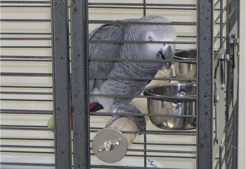 African Grey perches for Montana Haiti Cage