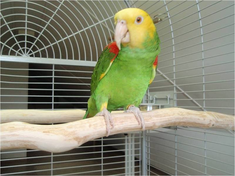 Full length Amazon Parrot Perches