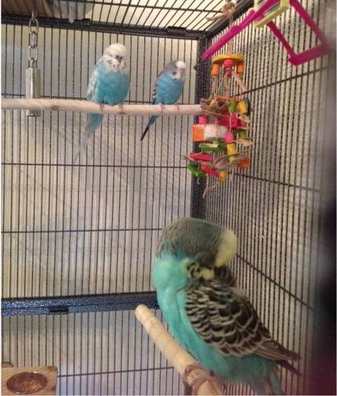Budgie perches made to any length