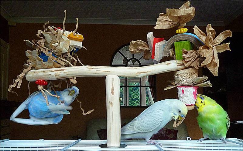 T Perches with toys for budgies, cockatiels and similar