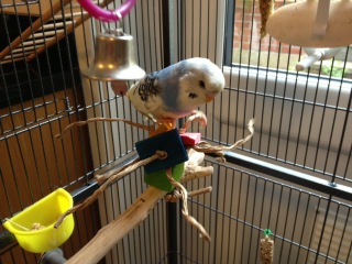 Budgie toy perch