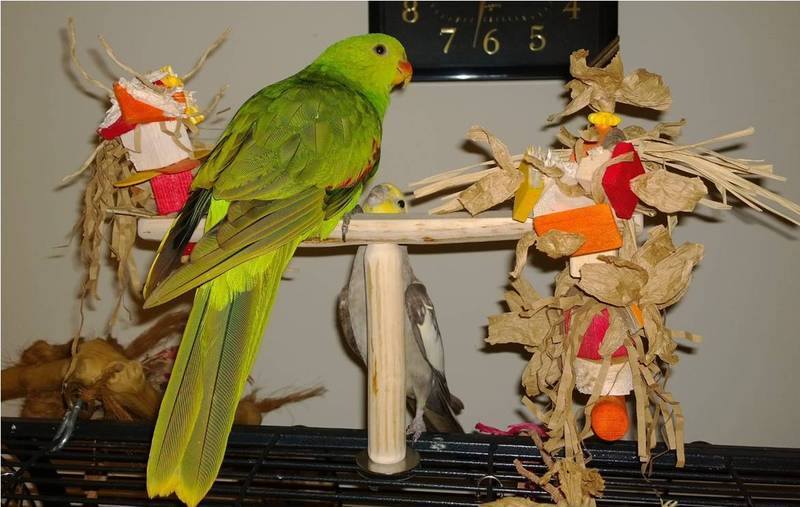 Flat cage top perch for budgies and coackatiels