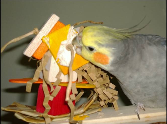 Toy perches for cockatiels