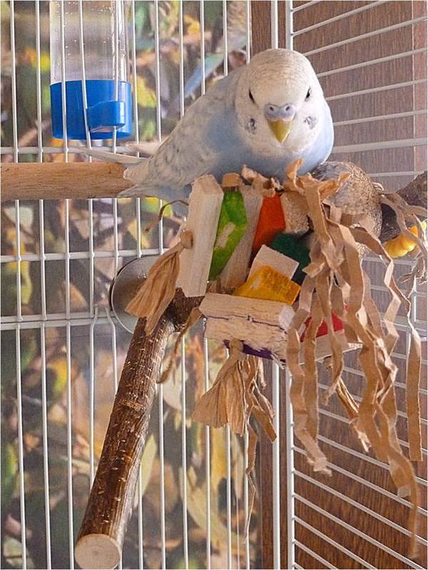 Forked Toy Perches for Budgies