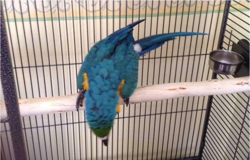 Full length Macaw perches for Liberta Enterprise Parrot Cage