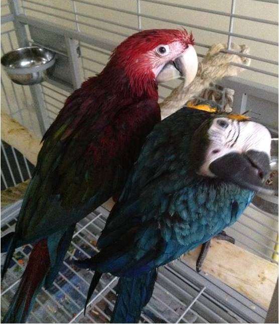 Full length Macaw Perches Custom Made to Fit Any Cage