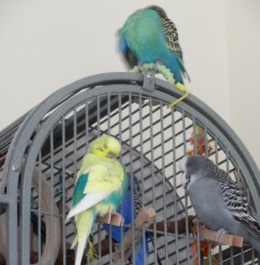 Budgie Perching Soloutions