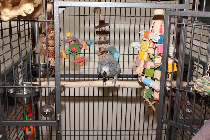 Montana Hacienda Full Length Perches for African Greys and Amazon Parrots