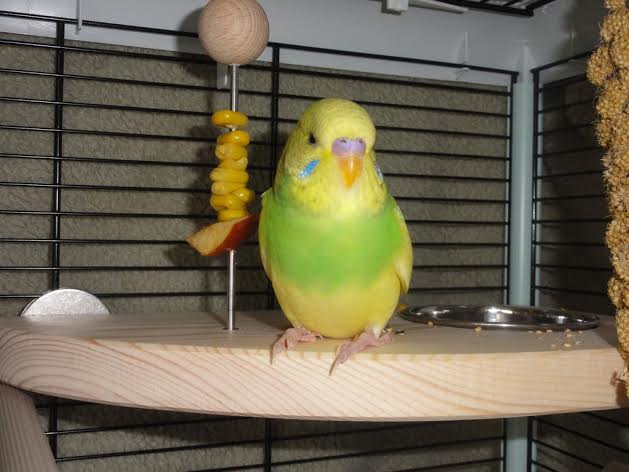 Budgie perches with feeding dishes UK