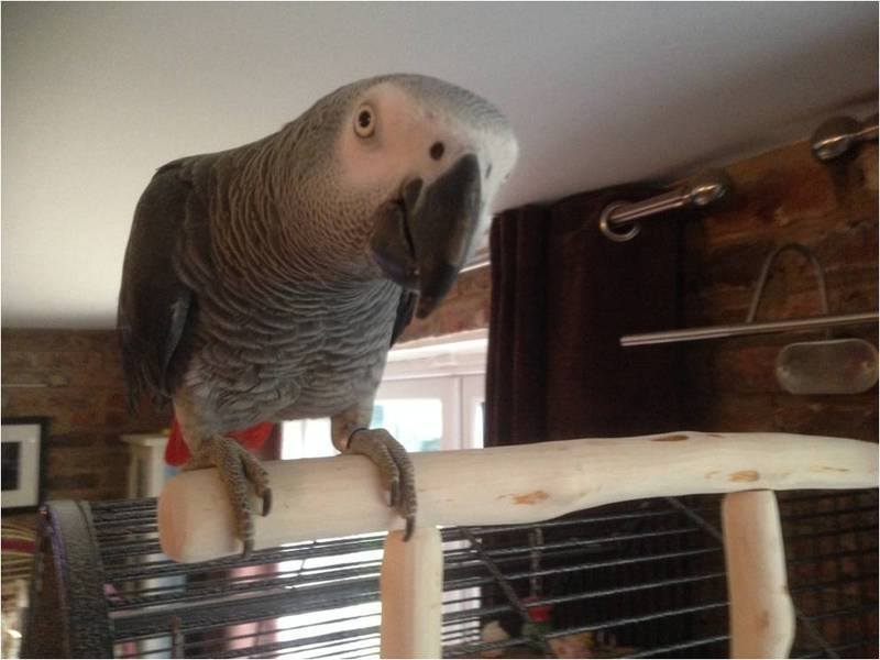 T Perches for African Grey Parrots