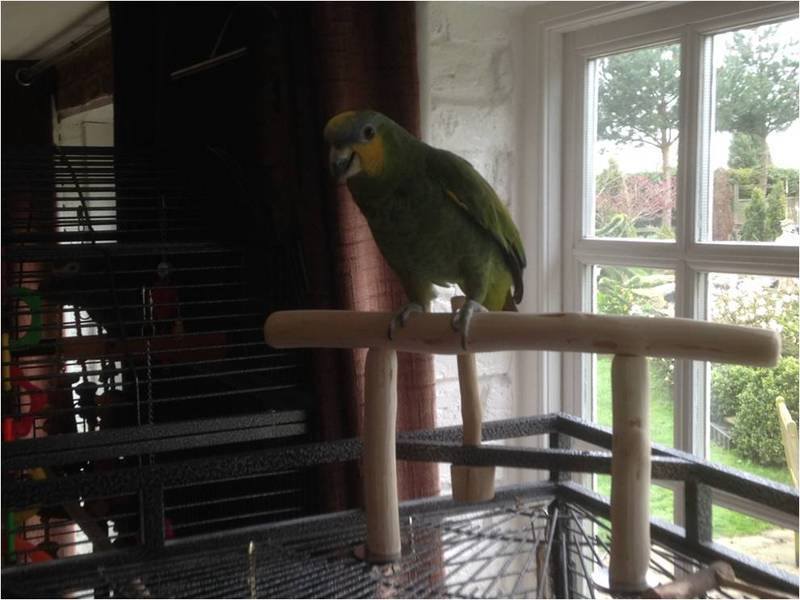 T Perches for Amazon Parrots UK