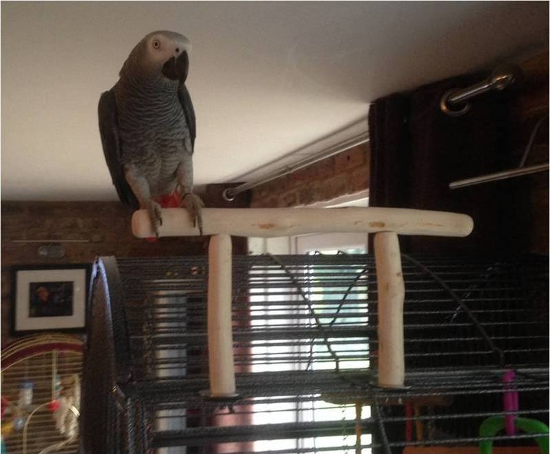 African Grey T Perches UK