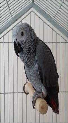 African Grey Perches UK