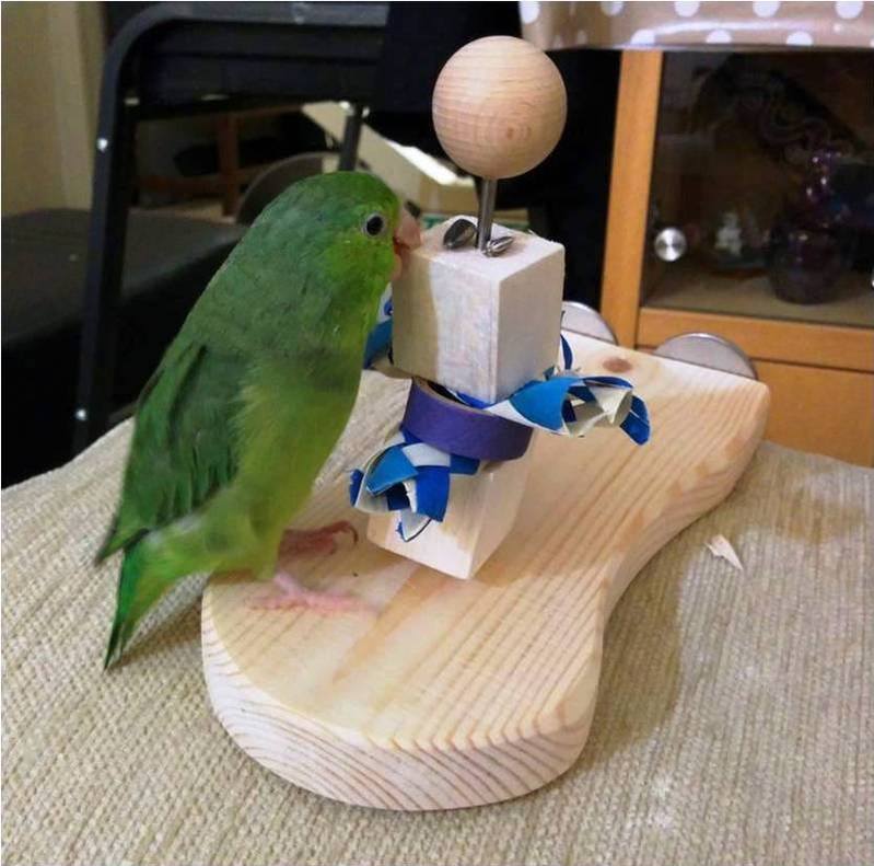Foraging perches for parrotlets
