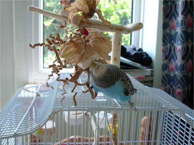 Forked Budgie Toy Perches UK