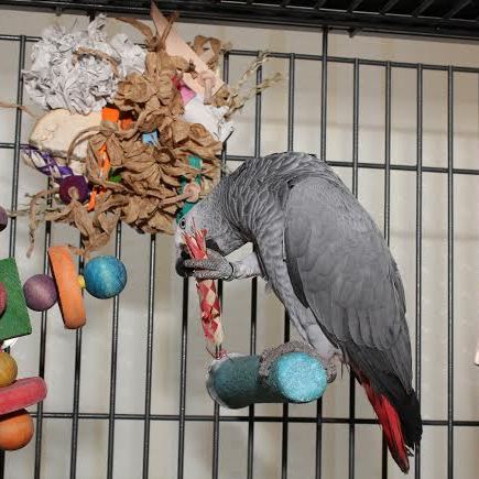 African Grey Parrot Toys UK
