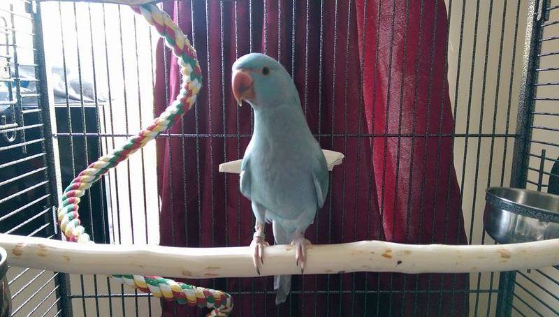 Indian Ringneck full length perches for Liberta Cages