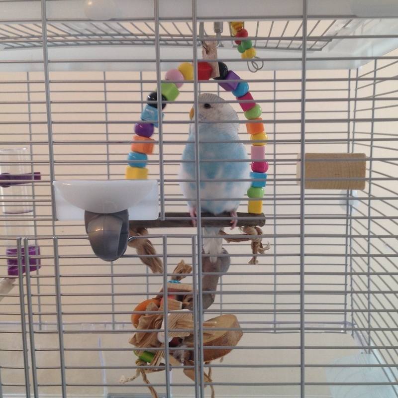 Budgie Swings for small cages can be made to suit