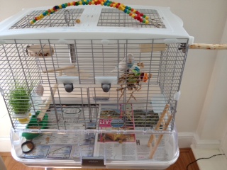 Budgie Perch Cage Set Up Packs UK