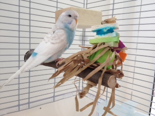 Willow toy perches UK
