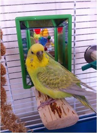 Perches to help with Bumblefoot