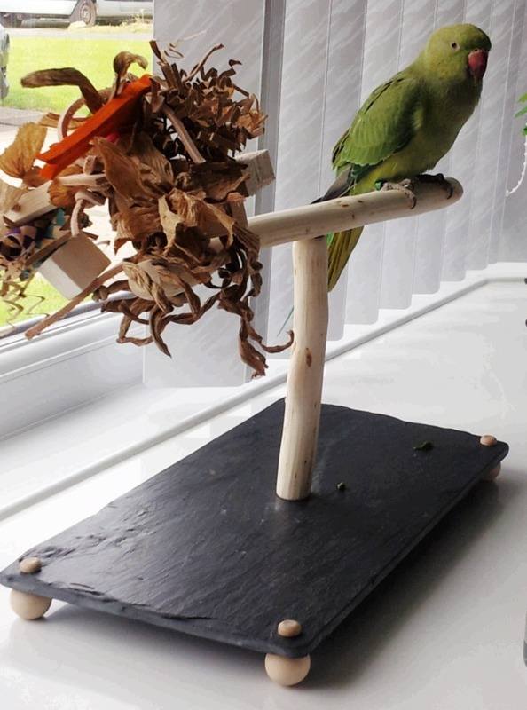 Table Top Perch For Indina Ringnecks And Similar Sized Parrots Table Top Stands For Indian Ringnecks